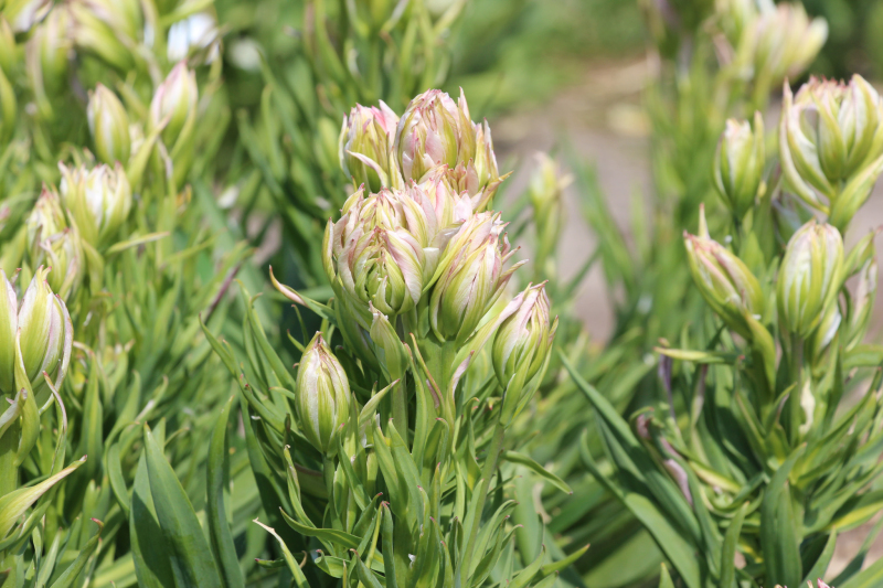 Tulipán ´Mystery Valley´