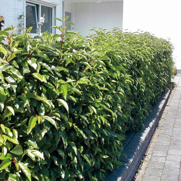 Vavrínovec portugalský ´Angustifolia´