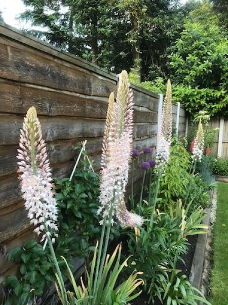 Fakľa úzkolistá Robustus - Eremurus 1ks