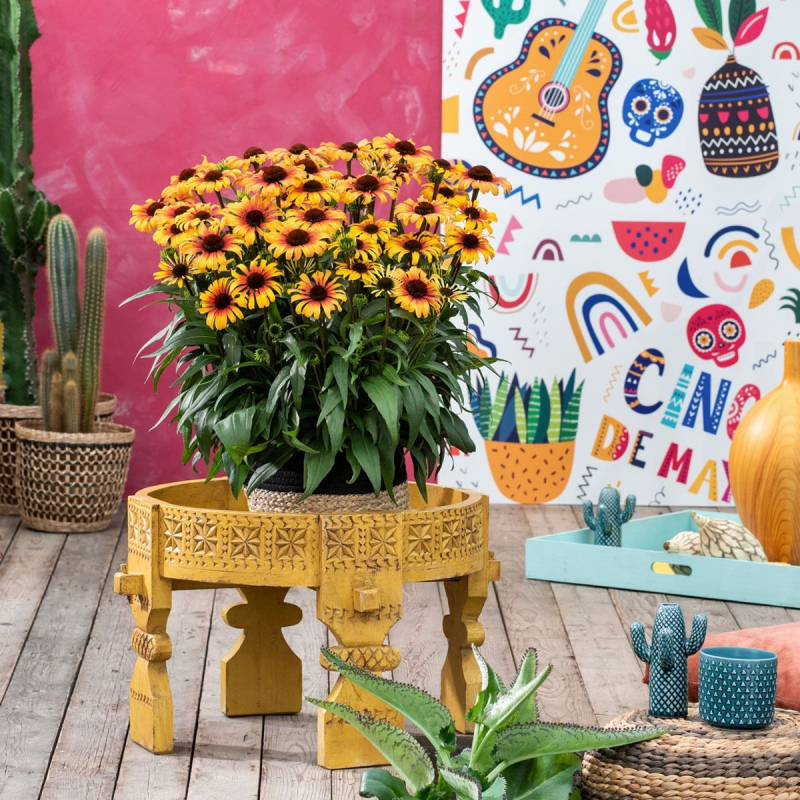 Echinacea  Sombrero ´Yellow Red´