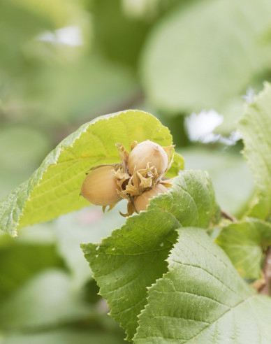 Lieska Obyčajná ´Segorbe´, kont. 35l
