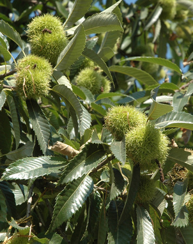 Gaštan jedlý  ´SP´