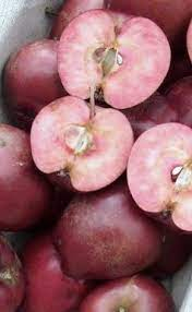 Jabloň stĺpová "Maypole" jesenná, podp. M7, kont.2l