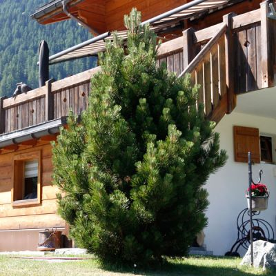 Borovica pyrenejská  40 - 50cm