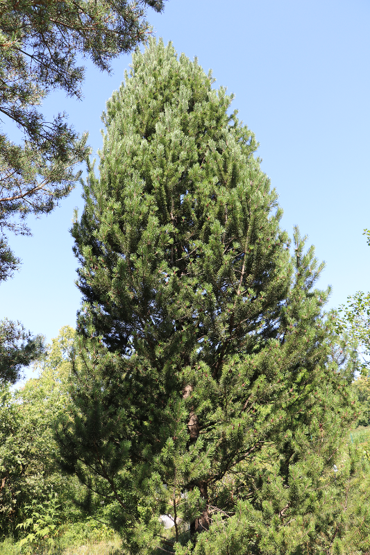 Borovica pyrenejská  40 - 50cm