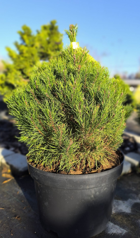 Borovica pyrenejská  40 - 50cm