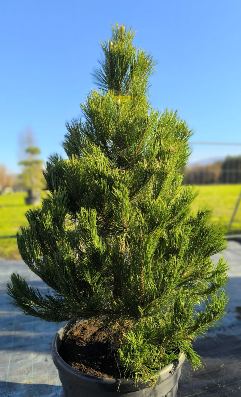 Borovica čierna (Pinus nigra)