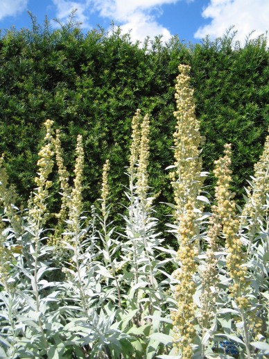 Palina ’Valerie Finnis’