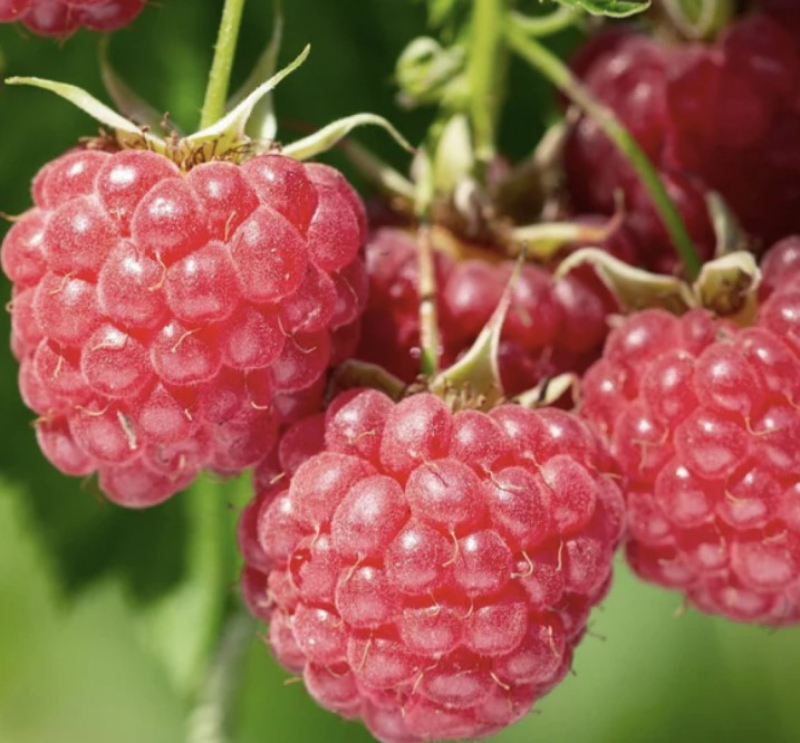 Malina červená ´Bohéme´ STÁLORODIACA