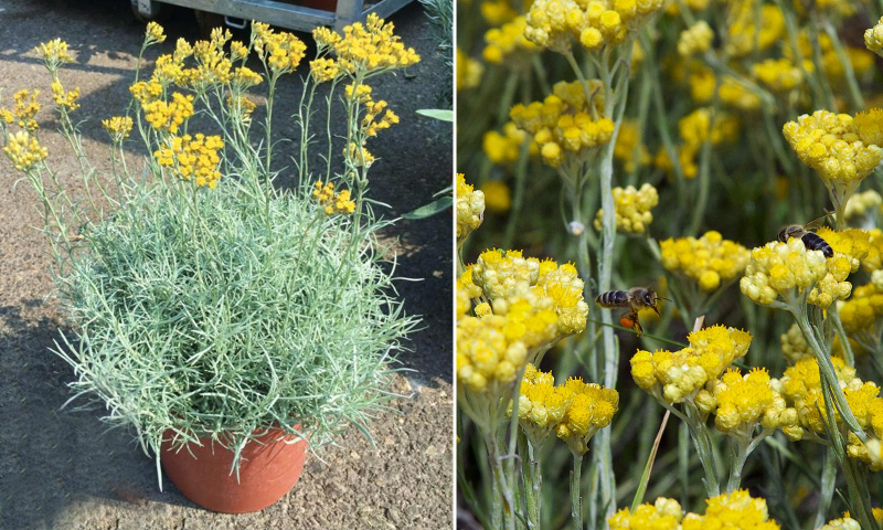 Slamiha úzkolistá "Kari"