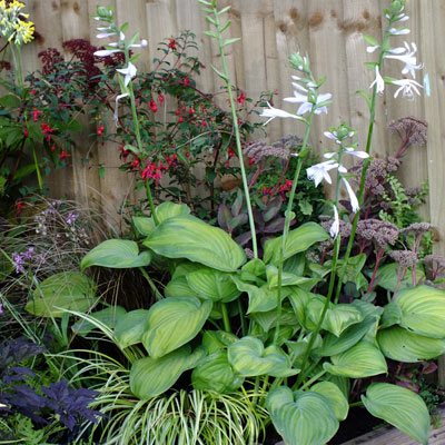 Hosta  ´Guacamole´