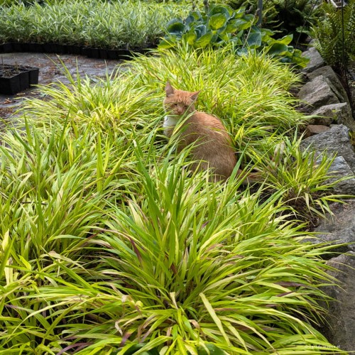 Rákosovka japonská ´Sunflare´