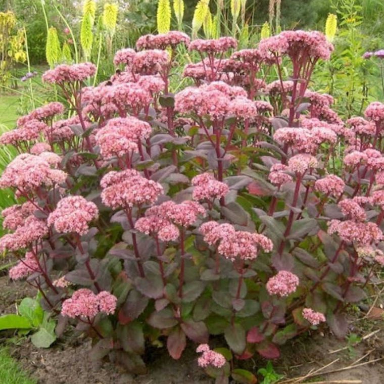 Rozchodník nádherný ’Matrona’ 1l