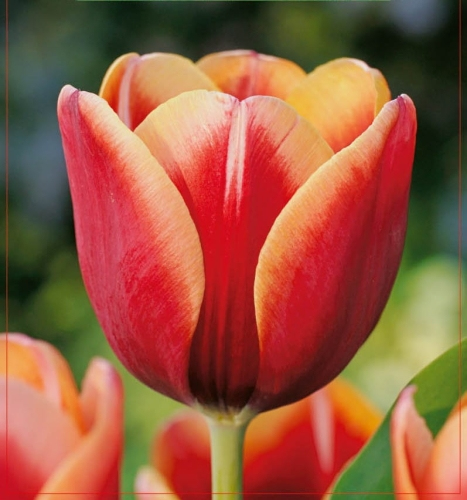 Tulipán ´Tennesse´