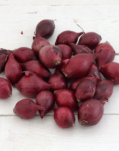 Cibuľa sadzačka ´Red Baron´ 8/21  25kg