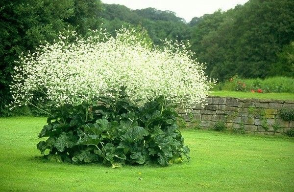 Katran - Crambe cordifolia
