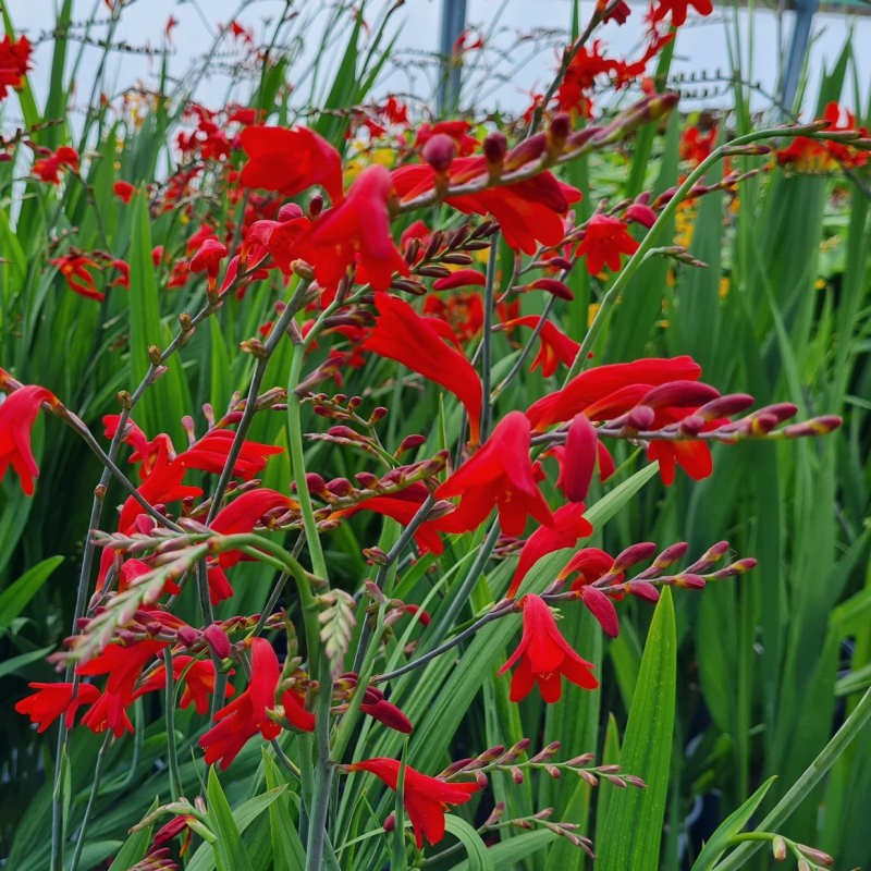 Montbrécia - Crocosmia ’Emberglow’