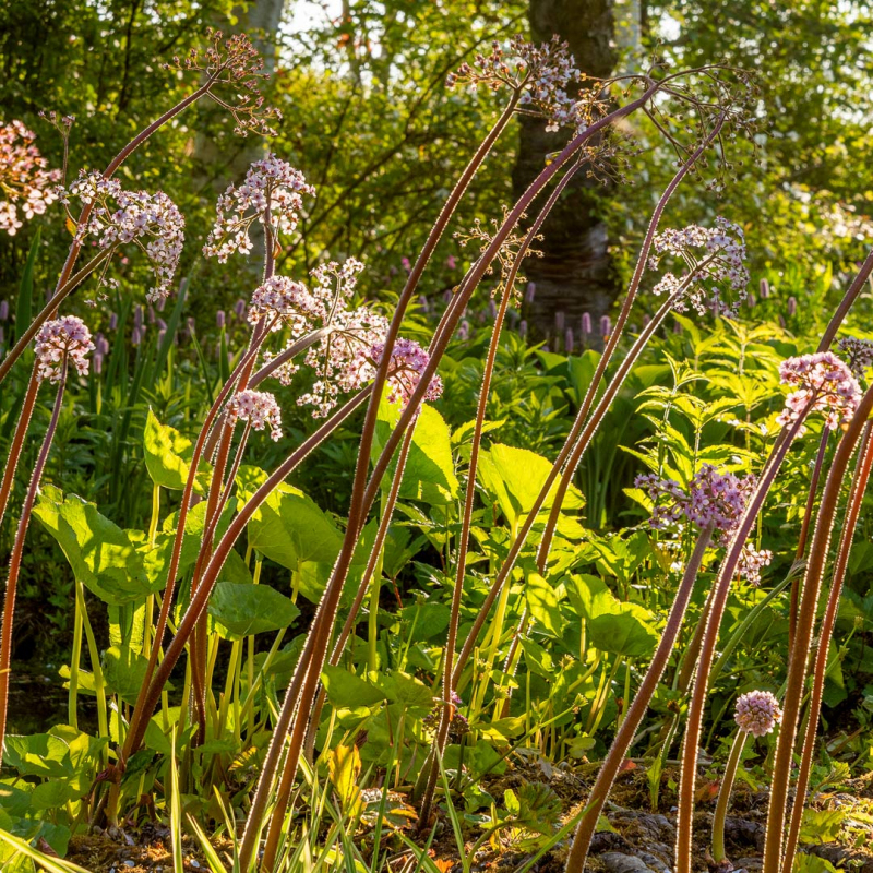 Darmera štítnatá - indiánska rebarbora