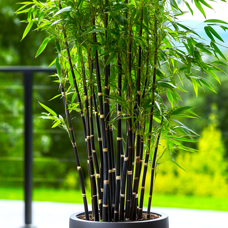 Bambus ´Black Pearl´