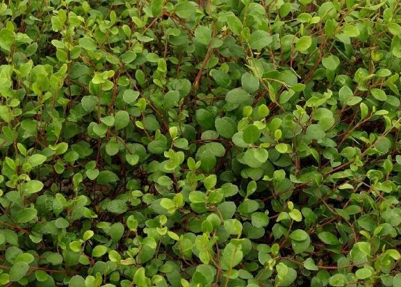 Muhlenbeckia axillaris