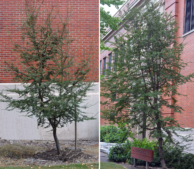 Pabuk antarktický - Nothofagus antarctica