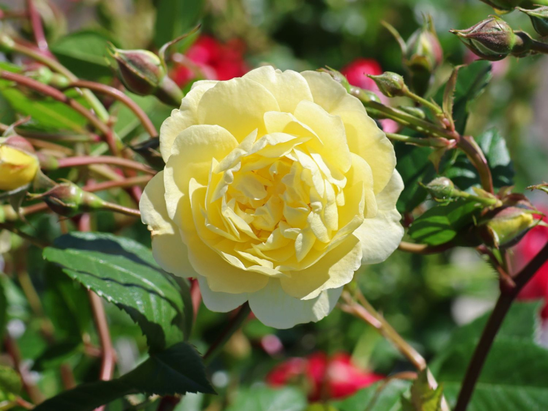 Ruža ´Lemon Siluetta´