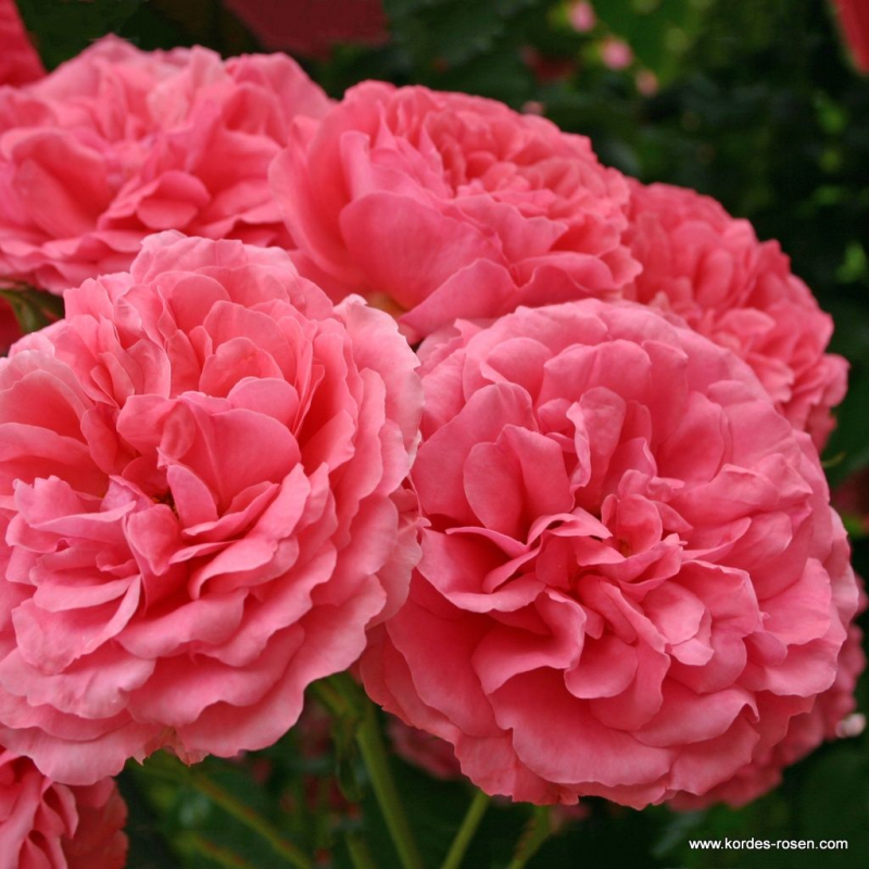 Ruža ´Rosarium Uetersen´