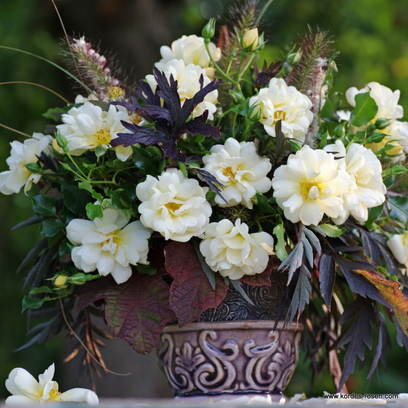 Ruža ´Sunny Rose´