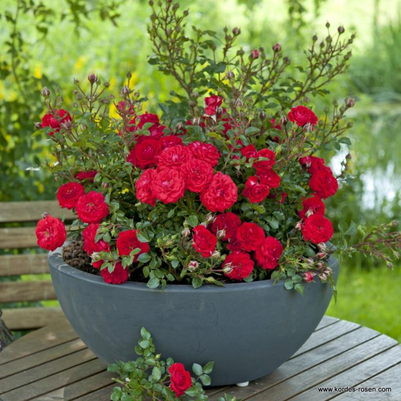 Ruža ´Zwergenfee 09´