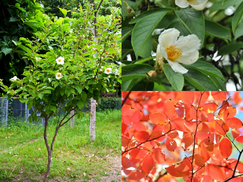 Stewartia kaméliovitá