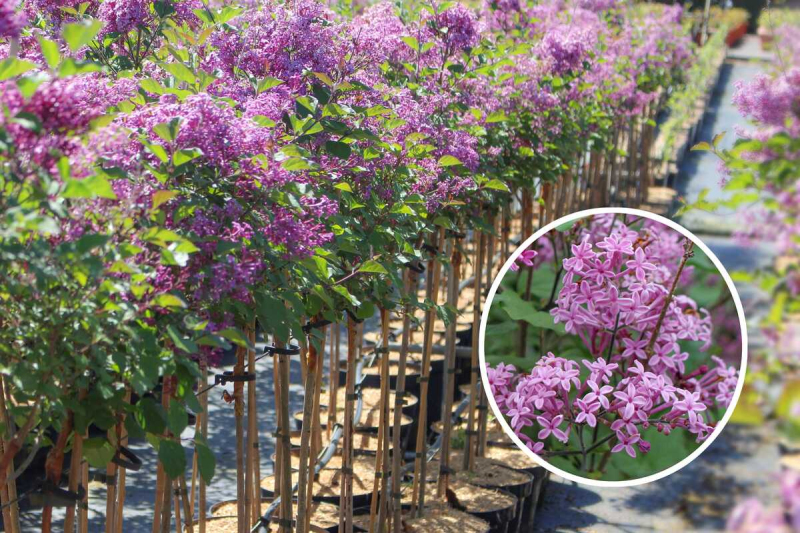 Orgován ´Dark Purple´ na kmienku