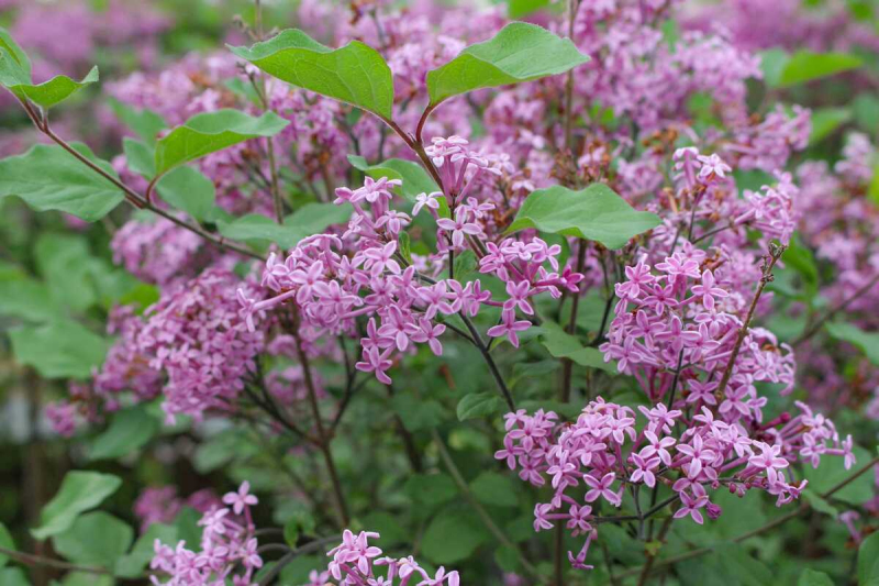 Orgován ´Dark Purple´ na kmienku