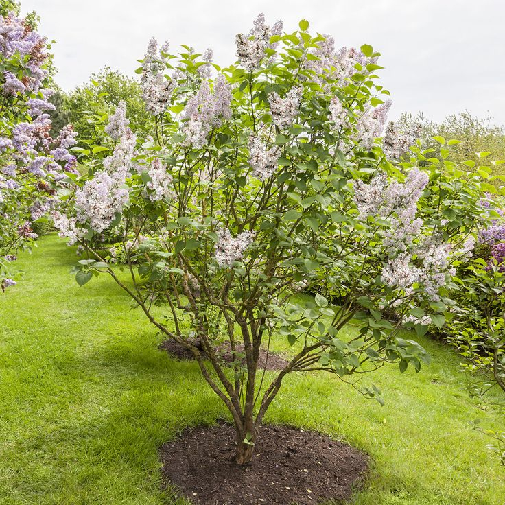 Orgován ´Beauty of Moscow´ na kmienku