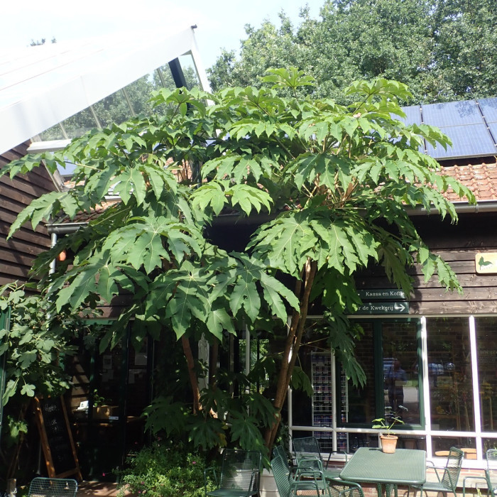 Aralia papierodárna ’Rex’