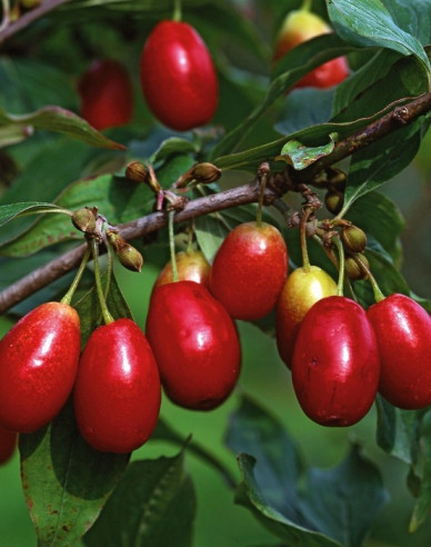 Drieň obyčajný ´Jolico´ 160cm