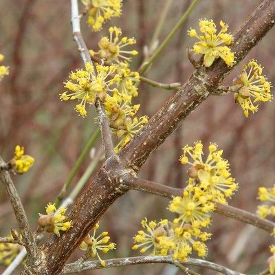 Drieň obyčajný ´Jolico´ 160cm