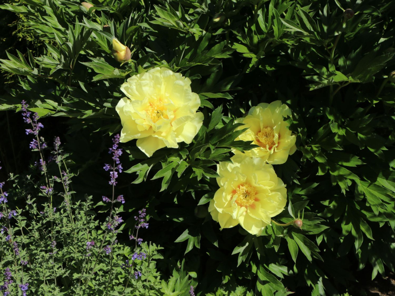 Pivonka itoh ’Bartzella’  hybrid