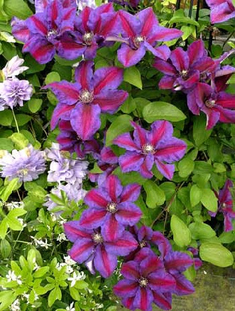 Plamienok  ‘Mrs. Thomson´