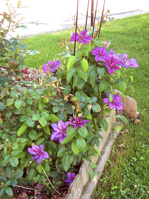 Plamienok  ‘Mrs. Thomson´