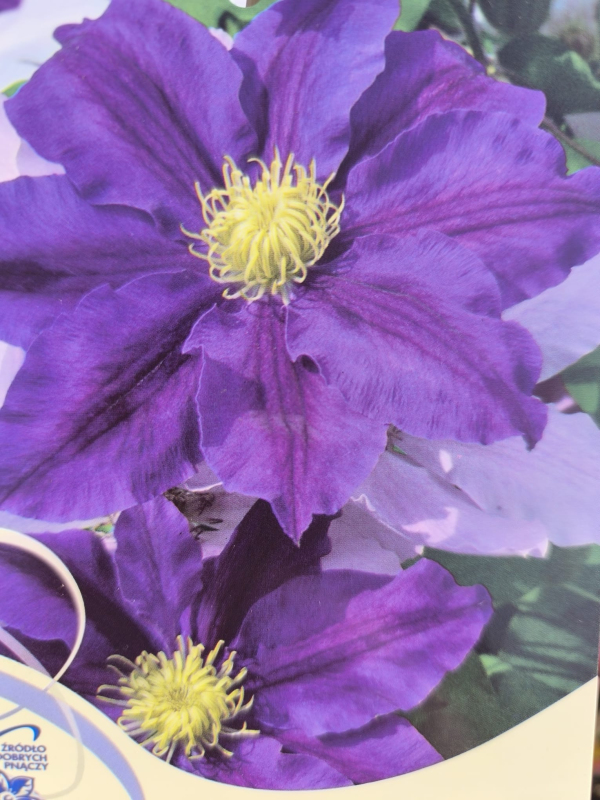 Plamienok  ‘Lavender Beauty´