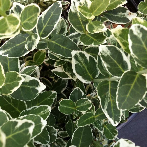 Bršlen fortuneov "EMERALD GAIETY"