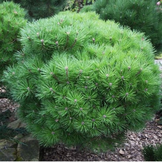 Borovica čierna ’ Bambino’ na kmienku