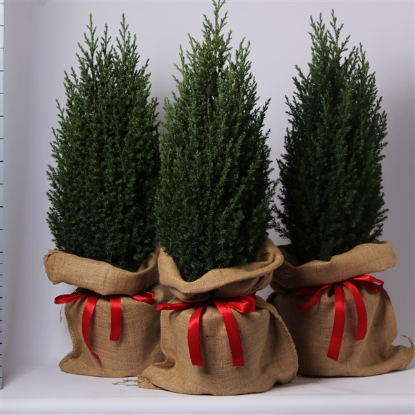 Borievka čínska ´Stricta´