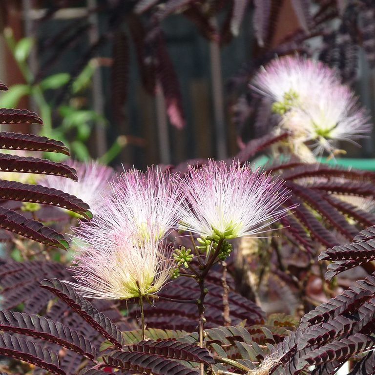 Albizia ružová ´Summer Chocolate´ 125 - 150cm