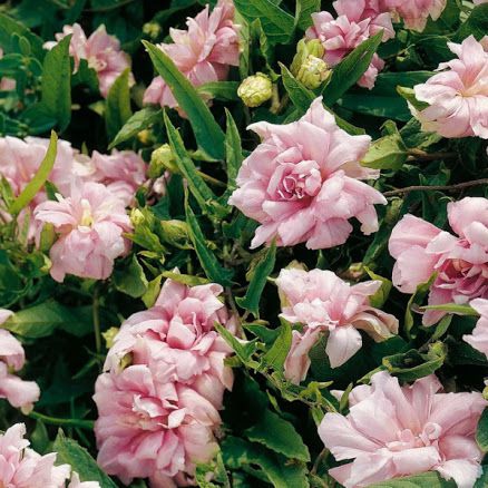 Opletník brečtanolistý ’Multiplex’