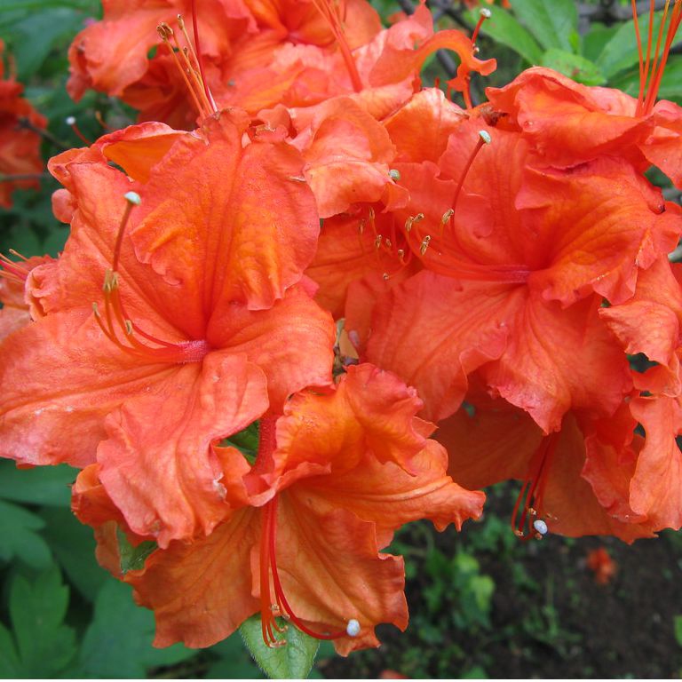 Azalka veľkokvetá ´Gibraltar´