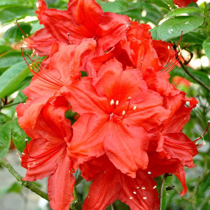 Azalka veľkokvetá ´Feuerwerk´