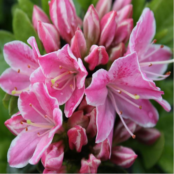 Azalka japonská ´Kermesina rose´