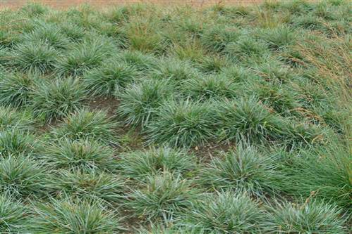 Ostrevka karpatská 2l