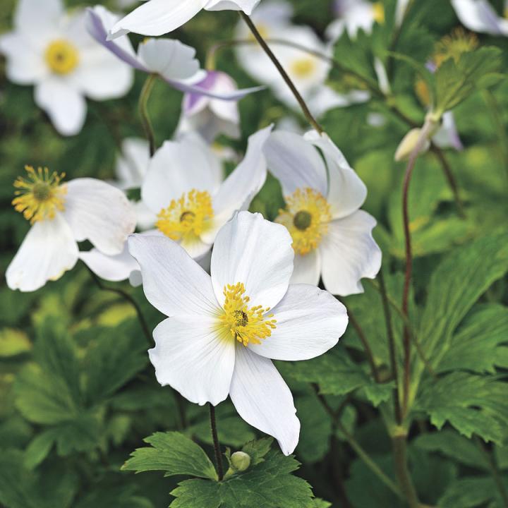 Veternica lesná ´Snow White´